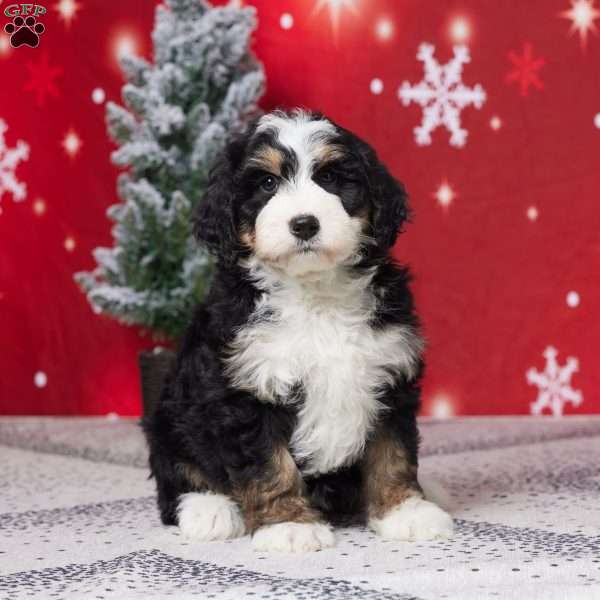 Cookie, Mini Bernedoodle Puppy